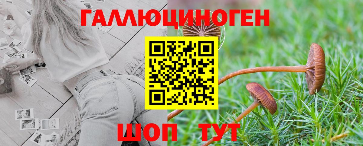 Галлюциногенные грибы Psilocybine cubensis Морозовск